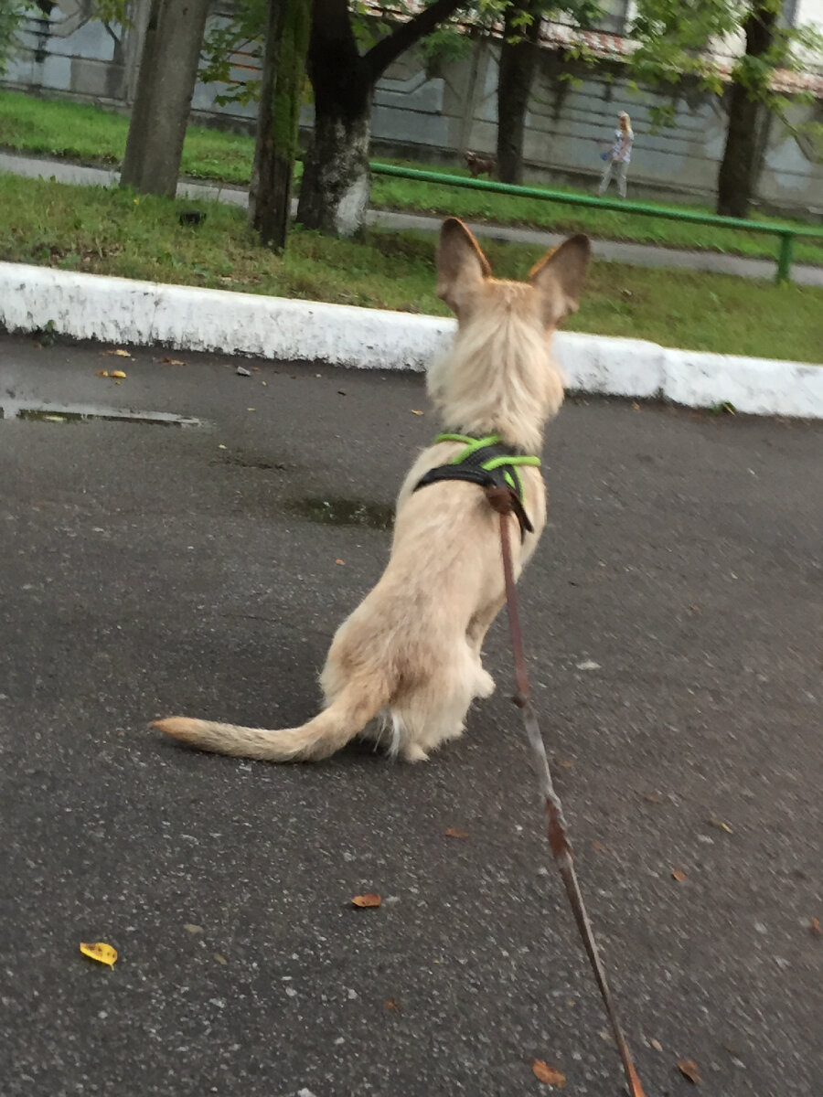 Уничтожитель магазинов.