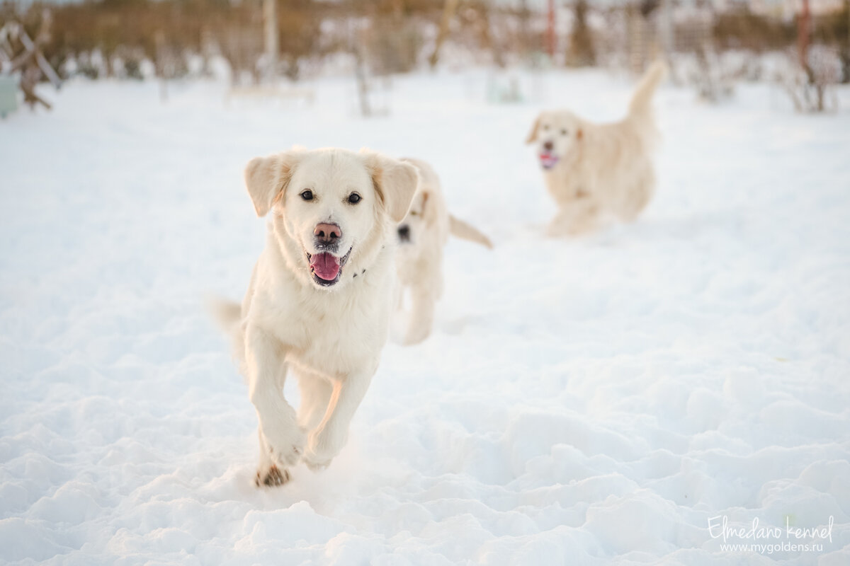 На фото Мишель, Мия и  Эмили.