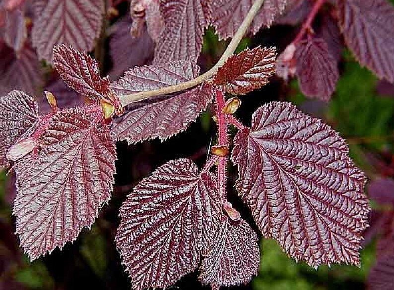 Лещины обыкновенной (Córylus avellána) "Purpurea"