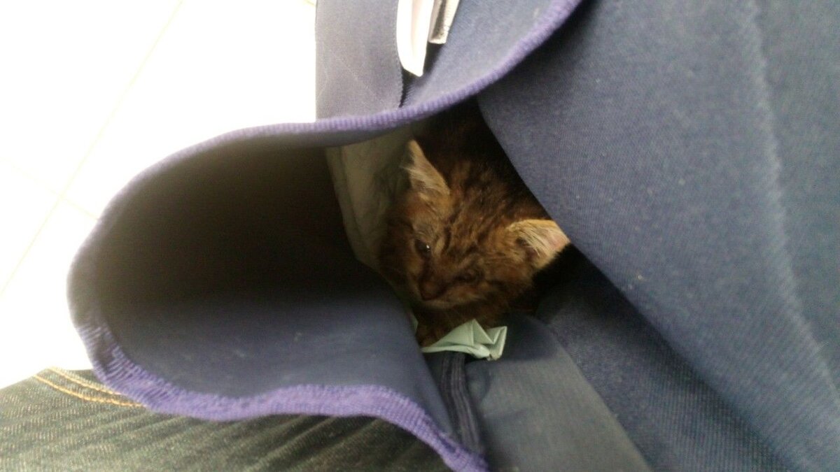 Переноски для такого малыша у нас не было, поэтому ко врачу котик поехал в обычной сумке на руках.