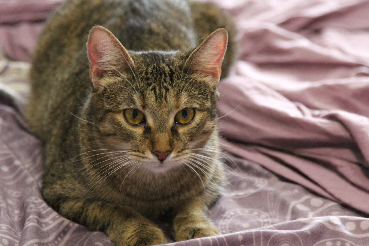 Есть два убежища от жизненных невзгод: это музыка и кошки.