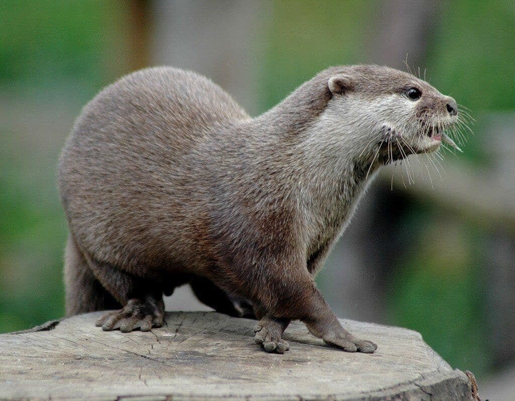 Выдра
