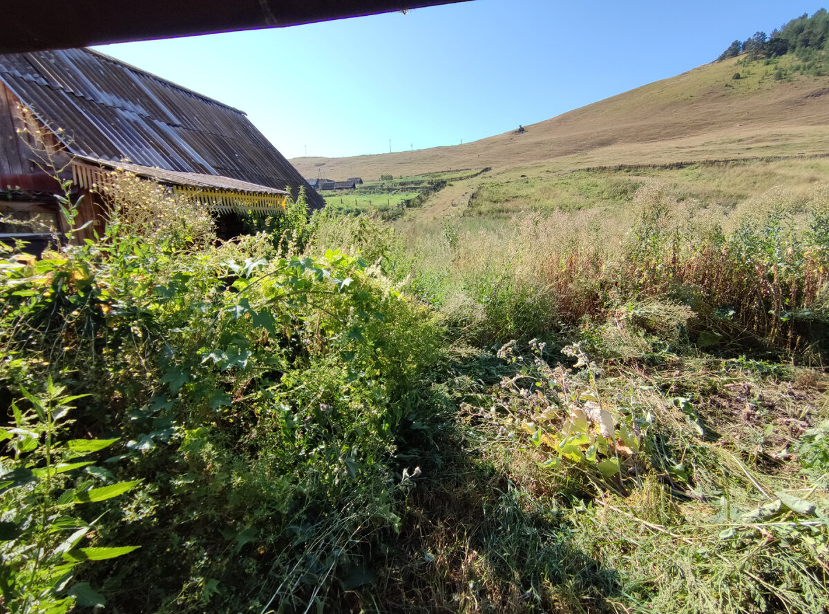 Зря мучился: опробовал в деревне новый диск для тримера. Пилит даже ...