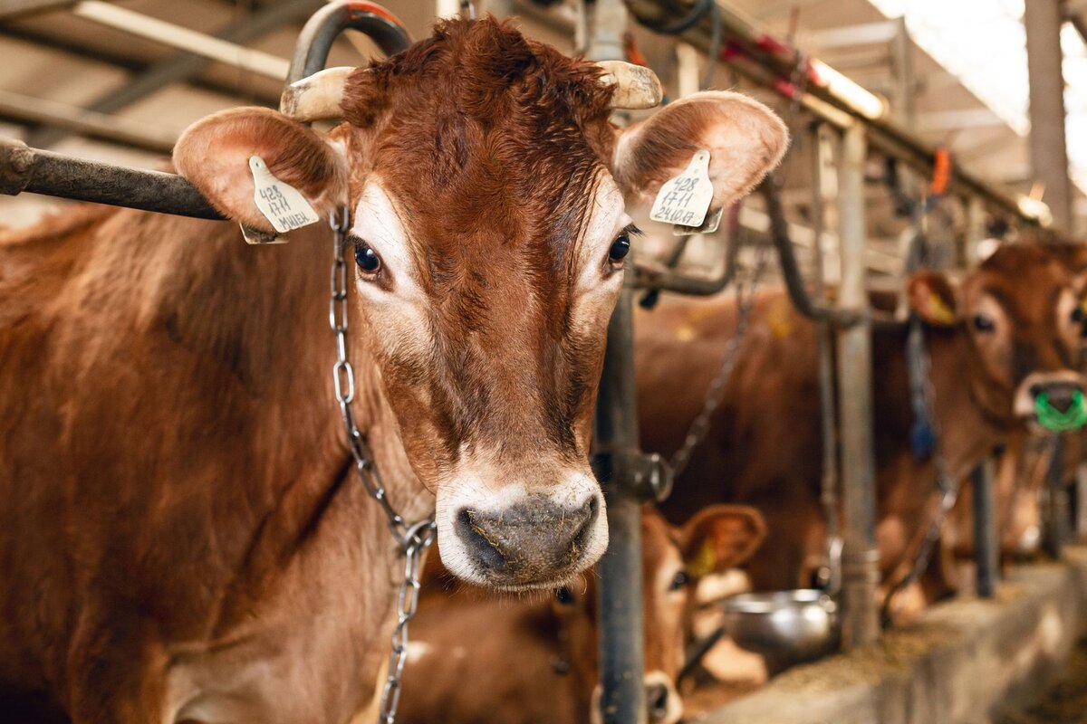 Фото сайта primefeed.ru