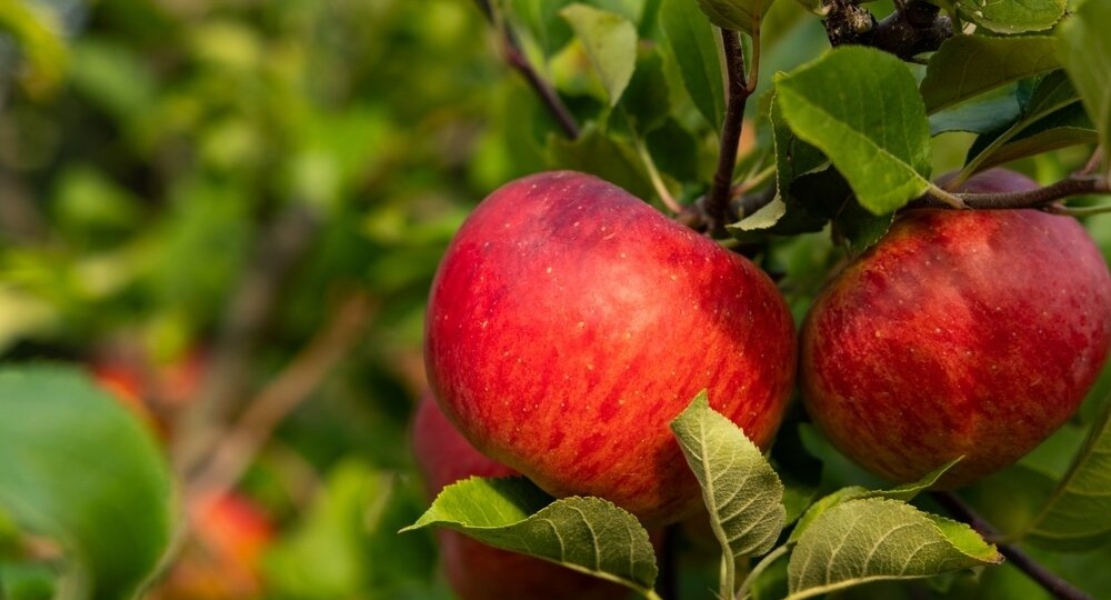 Алмагачлар