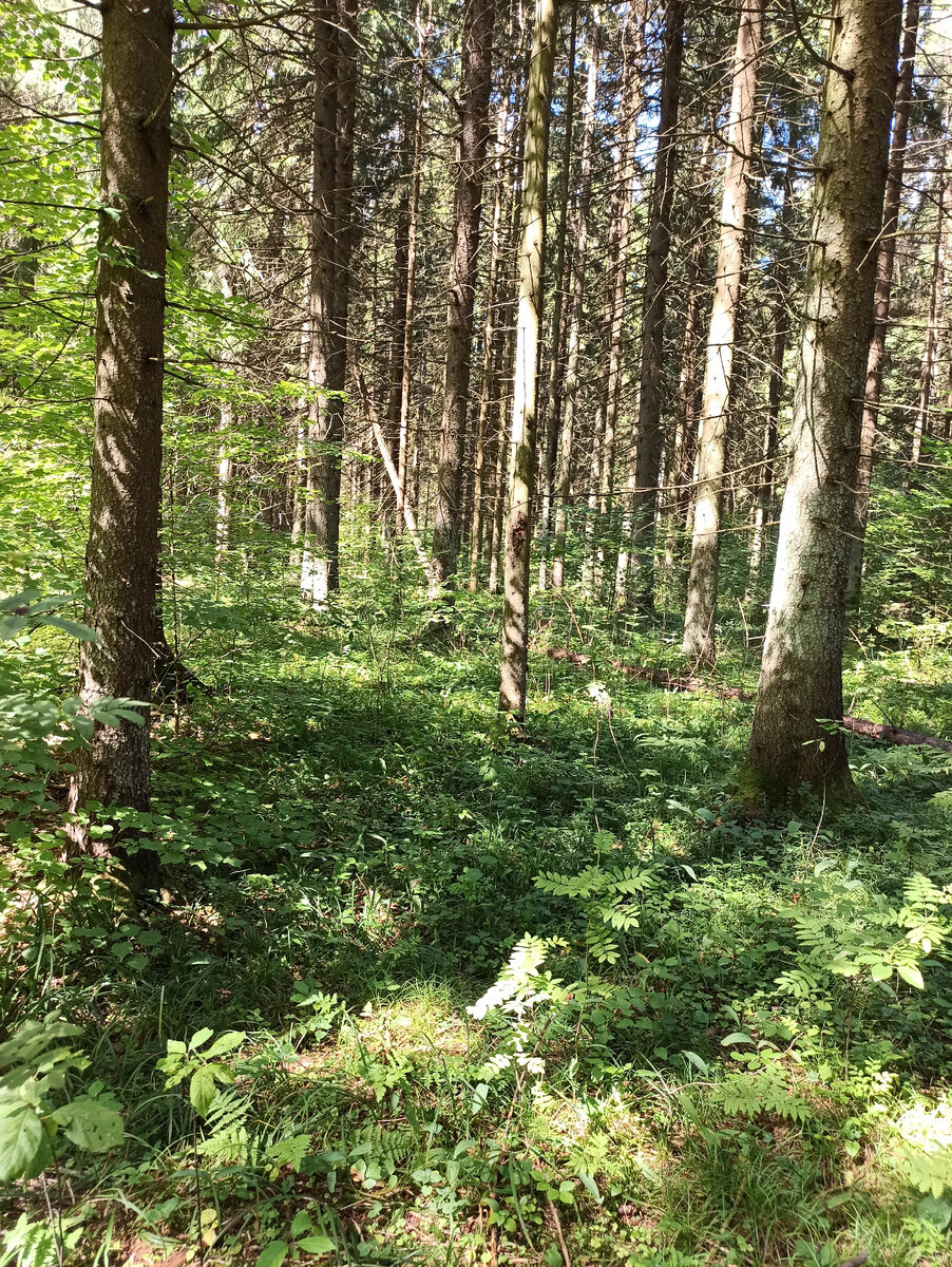 Лесная красота в жаркий день. Фото автора. 