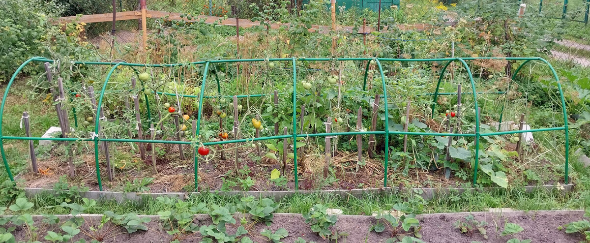 Один из временных парников, в котором мне надо было собрать помидоры