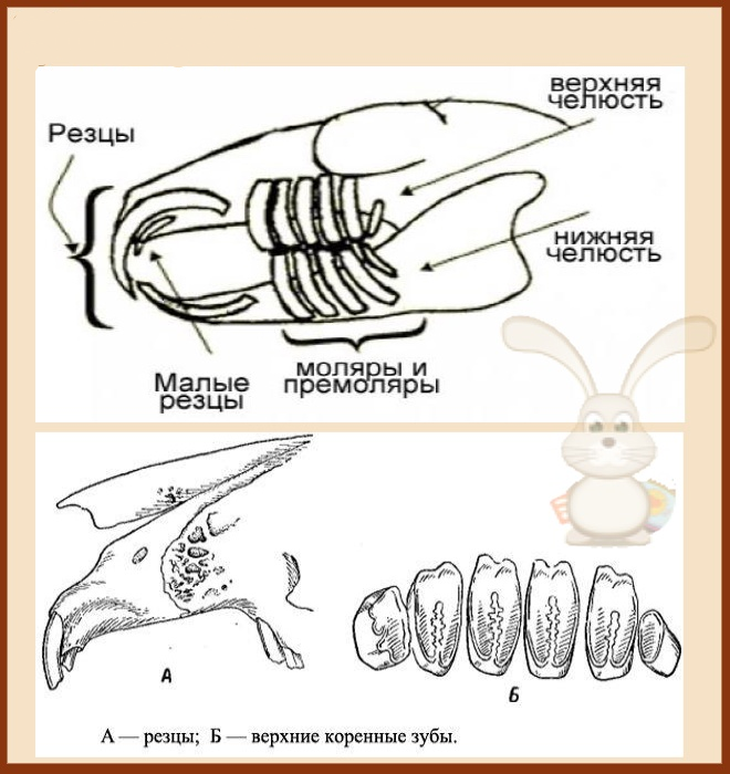 Зубы у кролика