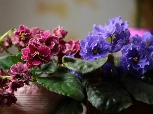 Имеет мясистые листья , густо покрытые волосками , и многочисленные небольшие цветки .может  цвести почти весь год . Родина - Африка ( Узамбарские горы )