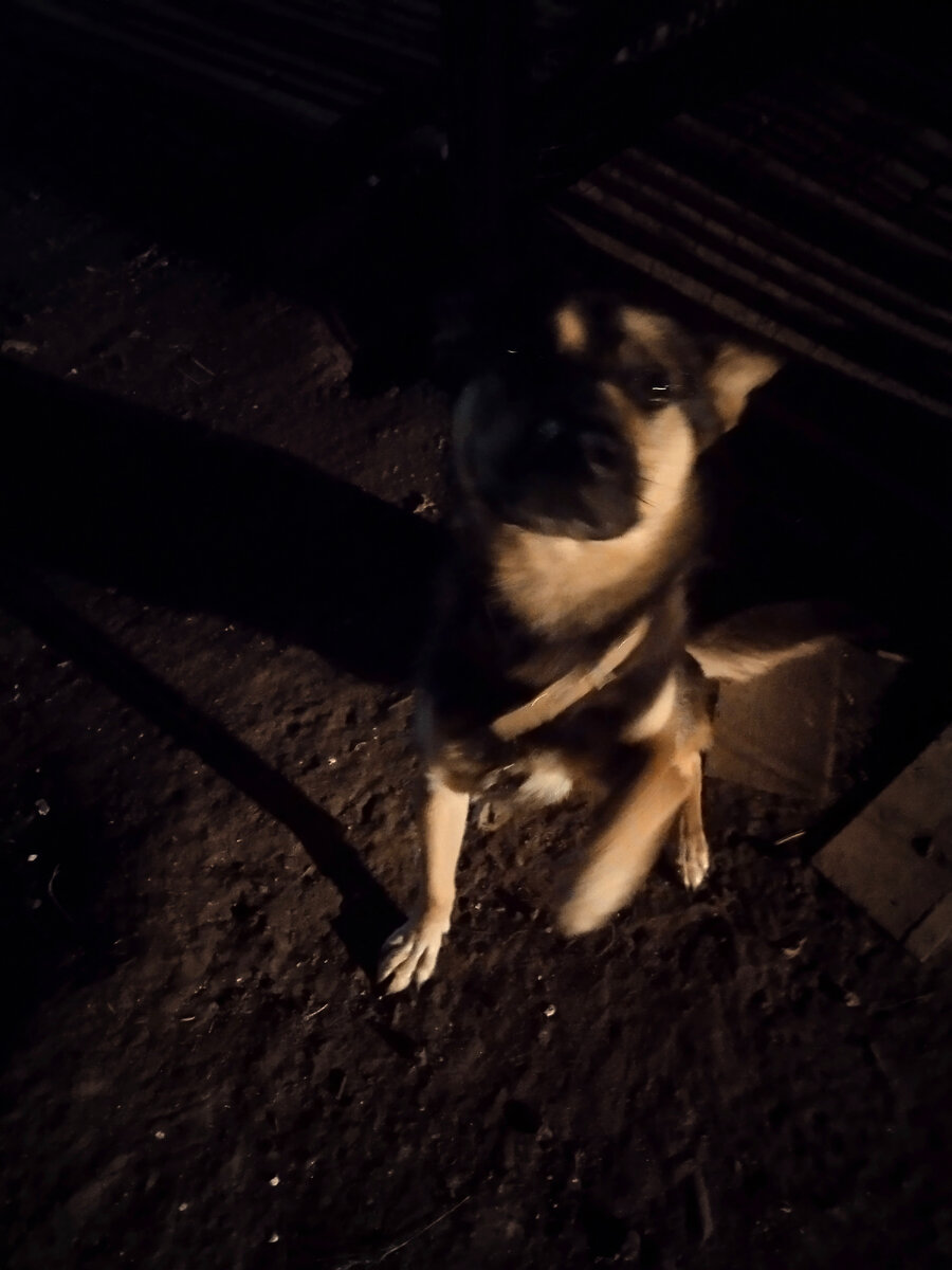 Аки даёт лапу