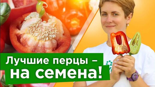 100% всхожесть у своих семян перца! Как правильно собрать семена перца своими руками