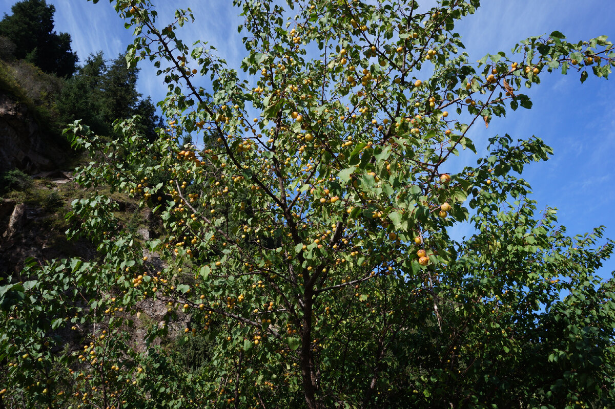 Просто дикое абрикосовое дерево. Одно из многих встречавшихся на нашем пути.