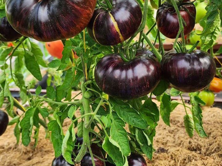 Топ самых вкусных томатов