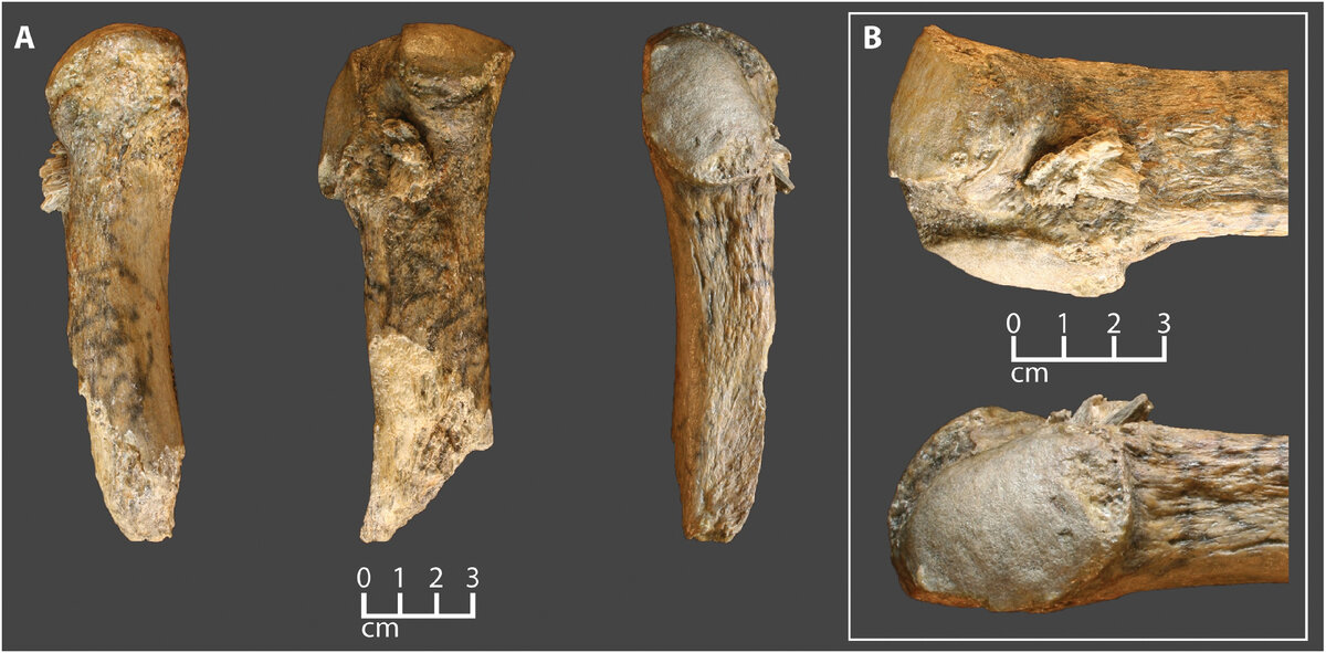 Фрагмент ребра мастодонта с вонзившимся костяным наконечником.