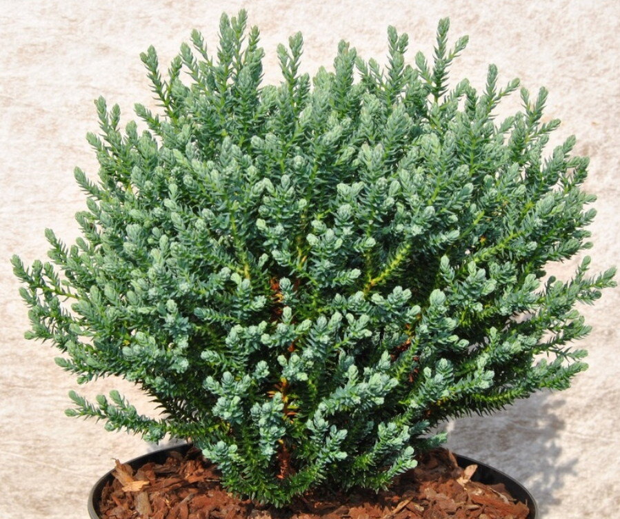 Кипарисовик.