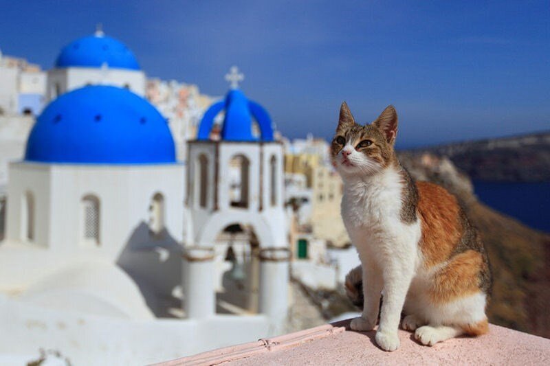Коты в греции