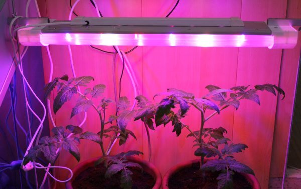 Работают ли светодиодные лампы для выращивания растений