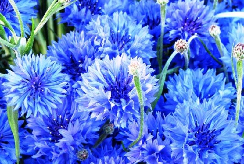 Васильки - один из символов Беларуси