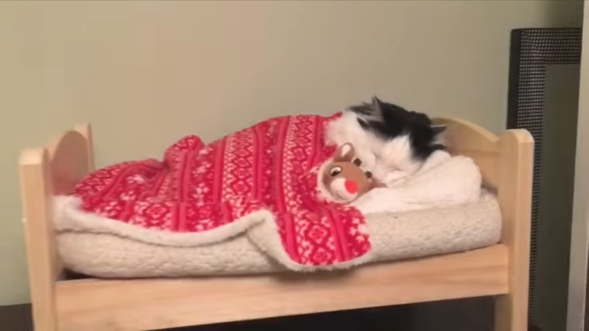 Кошечка в кроватке. Спящий в кроватке котик. Кот на игрушечной кроватке. Уложила спать видео