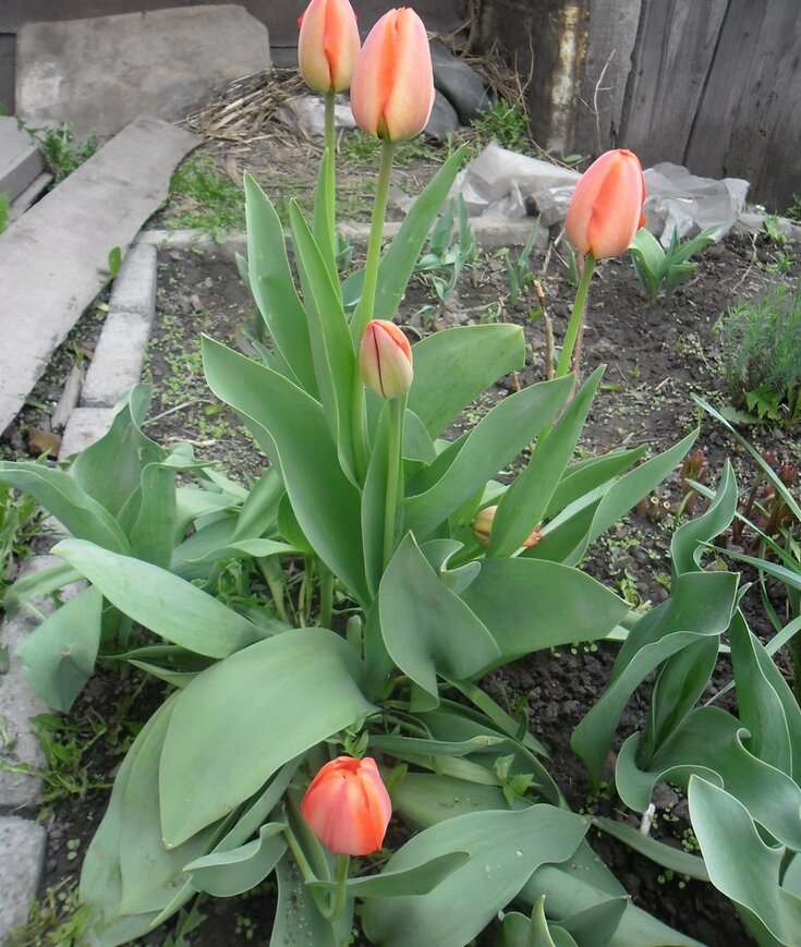 Нежные красные