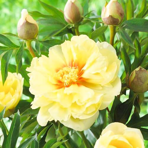 Бартзелла Цена около 4000 руб