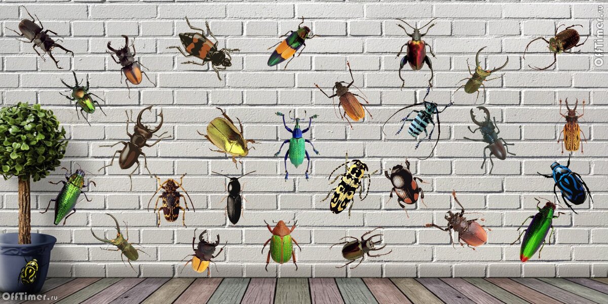 Найди 2-х одинаковых жуков. Кликните на картинку для увеличения. Ответ в конце страницы! 