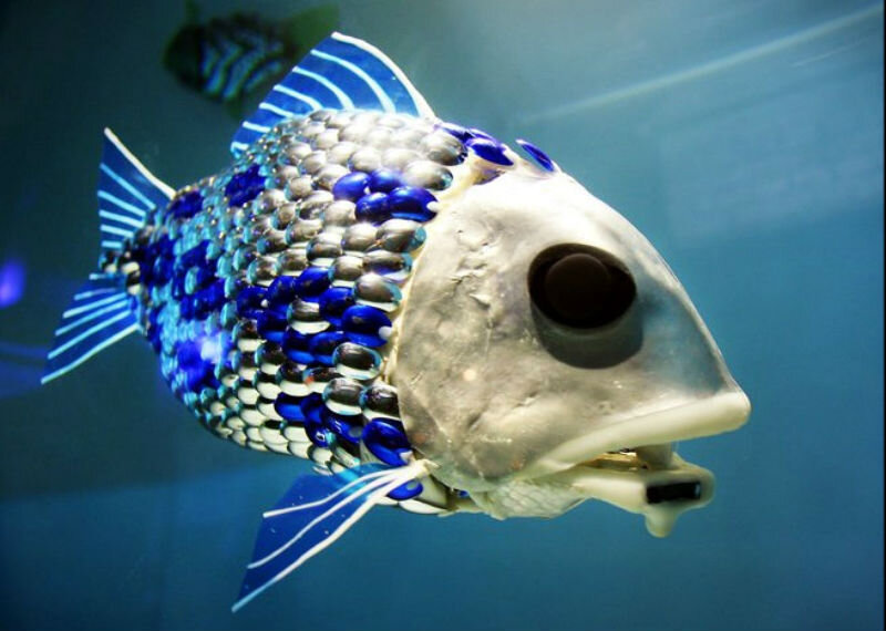 Видео рыбы под водой: удивительные кадры из подводного мира