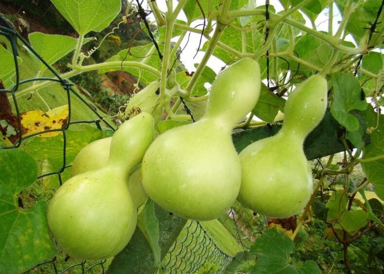 Лагенария. Hack Garden.