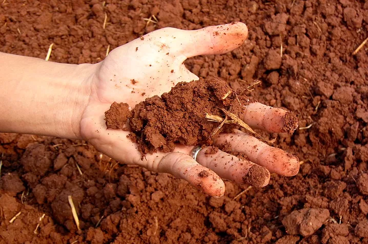 В кислой почве растениям тяжело получать полезные вещества
