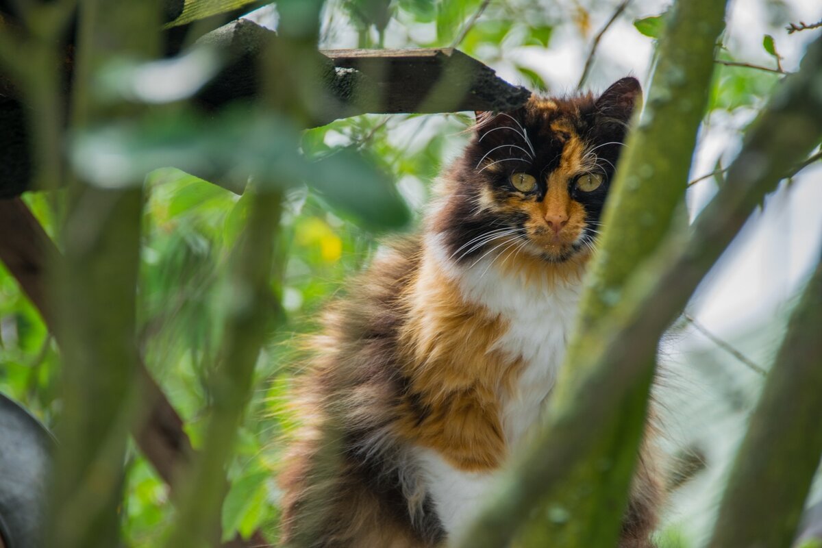 Кошки и коты 8 окрасов. Что значит цвет каждаго? | Фотолюб❤ | Дзен