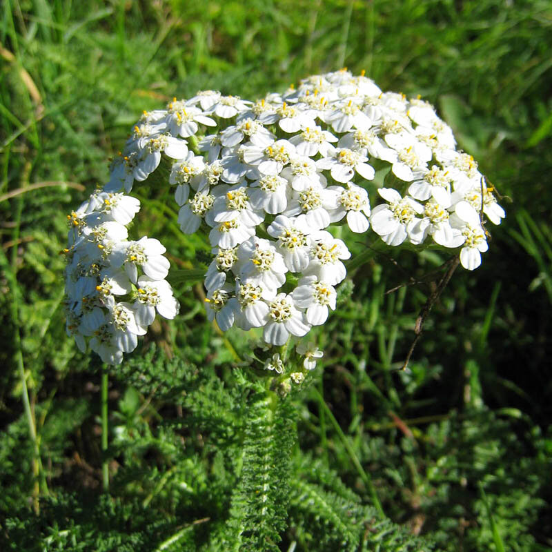 Тысячелистник обыкновенный 
   