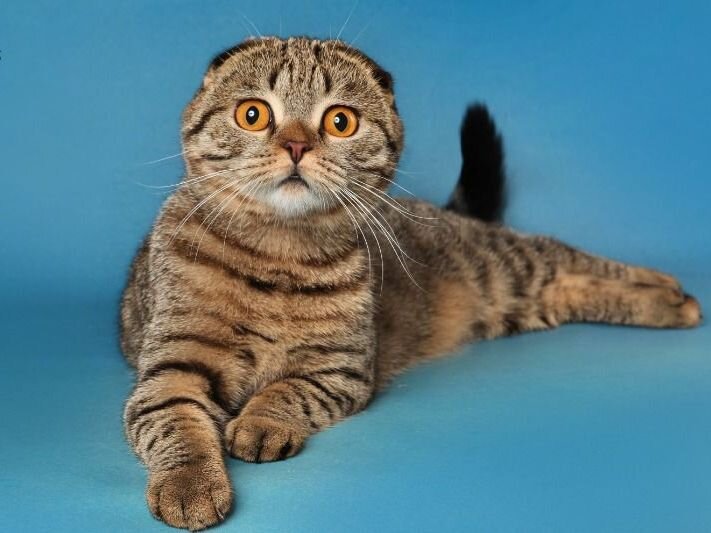 Котику на тот момент стало совсем уже плохо. Голодный, холодный, после страшной ночи на улице и целого дня в воняющей коробке под дождем он тихо плакал, думая о том, за что с ним так. Ну да, за день до этого, он неплохо порезвился, гоняя по квартире за мухой.