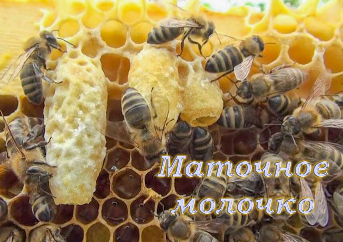 Маточное молочко. Маточным молочком называют секрет, который  выделяется глоточными и частично верхнечелюстными  железами молодых пчел до 15 дней жизни от рождения.  Оно представляет собой  от светло-жёлтого  до  буроватого  цвета  желеобразную массу со специфическим запахом и остро кисловатым вкусом.  Маточным молочком пчелки кормят  личинок  маток в течении 5 дней, личинок  рабочих пчел и трутней  до 3 дней. Взрослых маток также  кормят весной и летом в период кладки  яйцу.  Образование маточного молочка  сложный  процесс жизнедеятельности пчел, для поддержания  общепринятого устоя пчелиной семьи. Маточное молочко  является  очень питательным и высококалорийным  продуктом. Действие маточного молочка  на человеческий организм практически уникален. Оно  богато  белками, жирами, витаминами, микроэлементами и  ферментами.  При хороших условиях  медосбора от одной  семьи за сезон  можно получить  до 400-500 грамм маточного молочка. Набор минеральных веществ  маточного молочка очень широк и изменчив, однако почти всегда встречаются фосфор, калий, кальций, марганец, железо, цинк, а также микроэлементы – всего 110 соединений. Витамины  в основном представлены витаминами группы В, помимо  этого  содержит биотин, ниацин, фолиевую кислоту, инозитол, а также пантотеновую кислоту, которая способствует преодолению усталости  стресса. 
Имеются  определенные   условия хранения маточного  молочка после извлечения из улья, путем снятия  с  рамок из восковых  мисочек или готовых (запечатанных) маточников. Хранить желательно в темной стеклянной  таре. Оптимальная температура от 0 до 4 С, где при герметичности  возможно сохранение   целебных свойств и веществ до  одного года.  Наибольшей  биологической активностью  молочко обладает  первые  два часа после  извлечения.  Высушенное (лиофилизированное) маточное  молочко может хранится до 5 лет, при  температурных условия  от 0 до 14 С  при влажности   помещения не превышающей  75 %.  Для того  чтоб маточное  молочко  сохранило  свои  свойства оно должно быть   не позднее 24 часов  после  извлечения. Существует несколько  способов обработки(консервации). Эффективен  также способ  смешивания молочка с медом, при  котором оно не утрачивает своих свойств.  Он давно  известен пчеловодам и применяется в фармацевтической  и пищевой промышленности  многих стран. 
Этот  чудесный продукт  пчеловодства рекомендуется при сниженном иммунитете, при сердечно-сосудистых заболеваниях, при повышенных физических и умственных нагрузках, стрессах и людей пожилого  возраста.  Оно обладает  важным свойствами антибиотиков, антипаразитарным и противомикробным действием. Очень полезно при  анемии. Маточное молочко  особо  полно  воспринимается  при всасывании  его слизистой  оболочкой подъязычной области полости рта. Таким  образом,  оно  быстро всасывается  в кровь, минуя желудок. 
Апитерапевты  сочетают   маточное молочко  с другими  продуктами пчеловодства для достижения   эффекта лечения, что позволяет  в последующем избежание рецидивов  заболеваний. 
Необходимо помнить что маточное молочко противопоказано  при болезни  Аддисона, острых инфекционных заболеваниях, болезни надпочечников, может вызввать аллергическую  реакцию и нарушения сна.  
Оно с успехом применяется в педиатрии.
