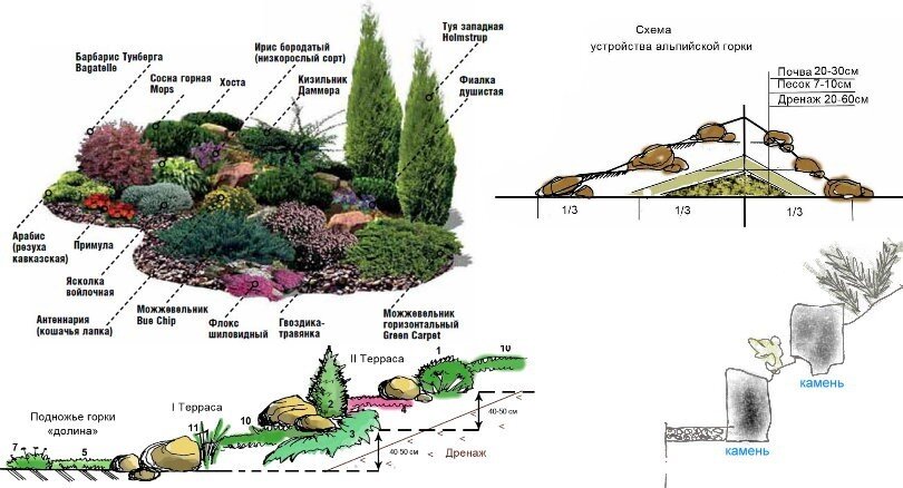 Схема альпийской горки со списком растений и фото