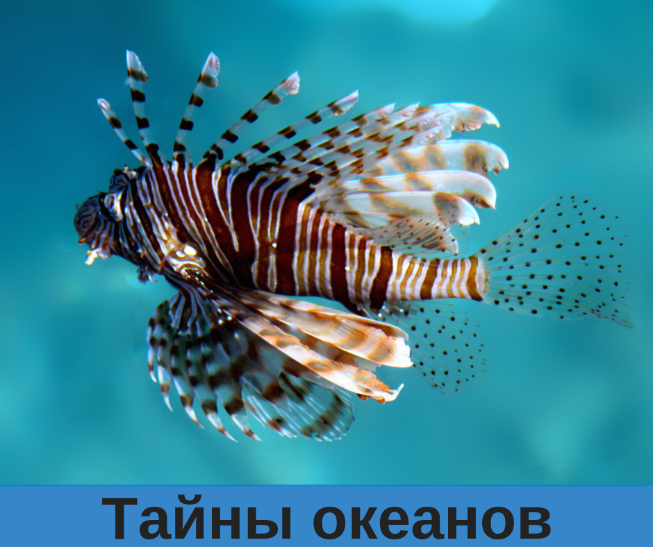 Гавайская крылатка-зебра – хищная рыба с очень ядовитыми шипами