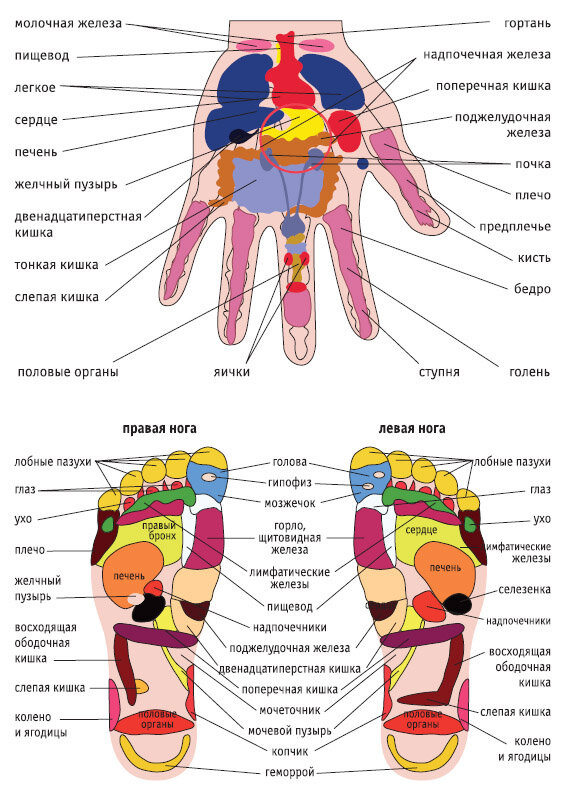 Какие точки отвечают за какой орган. Рефлекторные зоны стопы Захарьина Геда. Рефлекторные точки на стопе Су Джок. Рефлекторные зоны ладоней схема. Проекция внутренних органов на стопе.