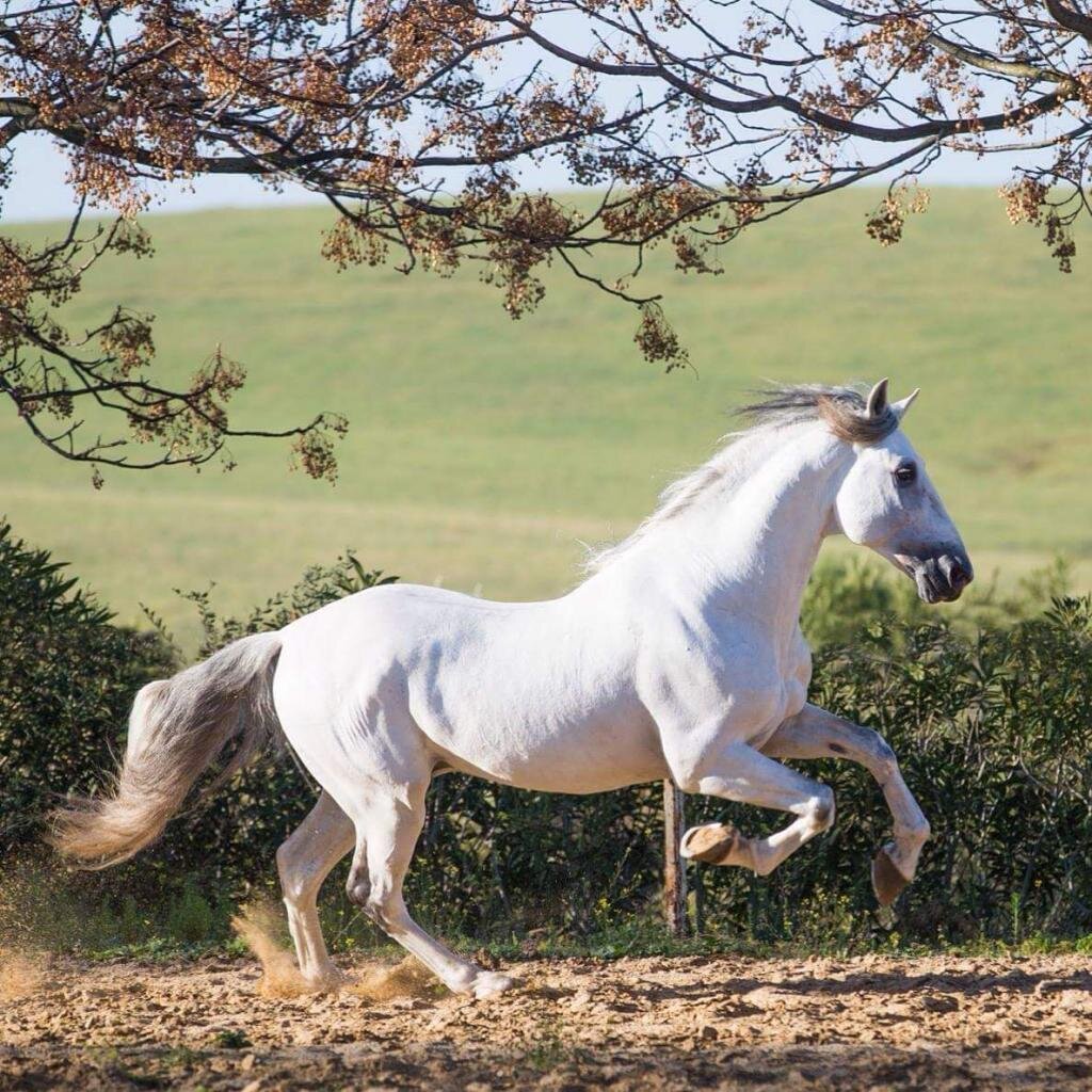 Андалузская испанская лошадь. Андалузская порода лошадей. Андалузская порода Жеребцов. Чистокровная Андалузская лошадь.