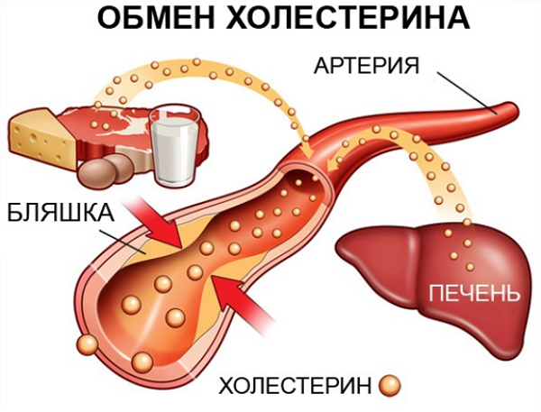 фото: https://builderbody.ru