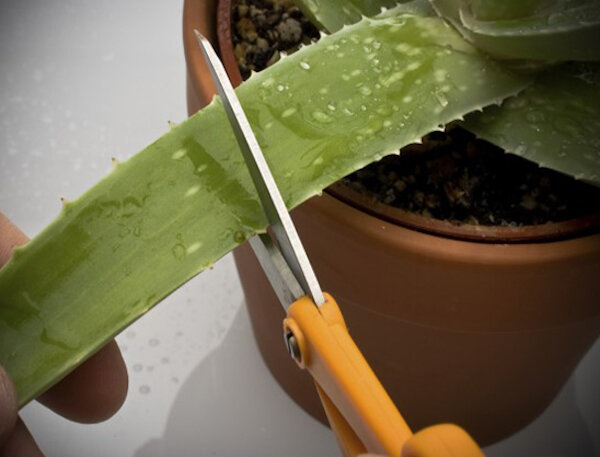 Фото: http://www.topspletni.ru/wp-content/uploads/2018/02/thumb-6.jpg