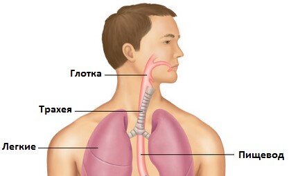 Пища попала в лёгкие - Отоларингология - - Здоровье taimyr-expo.ru