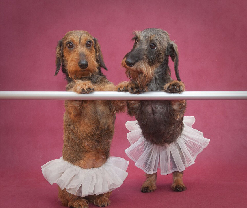 Источник фото: http://img.gmw.cn/images/attachement/jpg/site2/20160125/eca86ba0526e180fc3a041.jpg