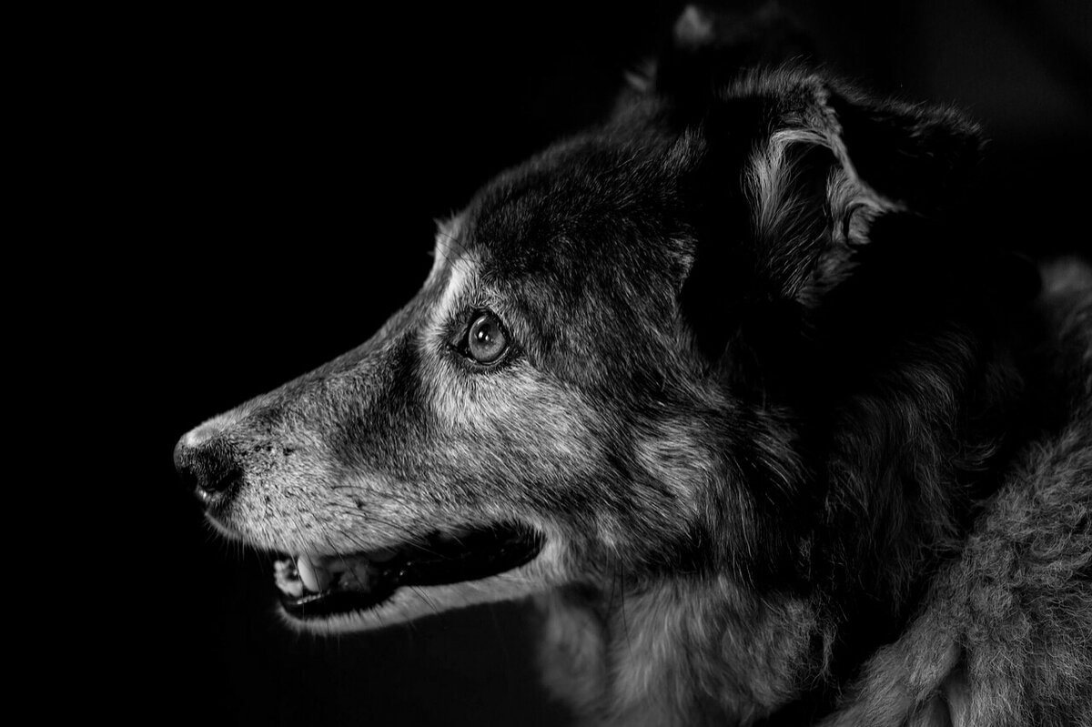 Фото Doris Jungo с сайта Pixabay 