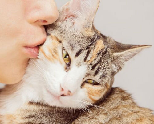 Коты, кошки и котята: почему и зачем они топчут передними лапами одеяло