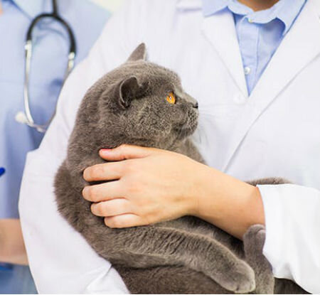 Лептоспироз у кошек - симптомы, диагностика, лечение - Сеть Ветеринарных Центров 