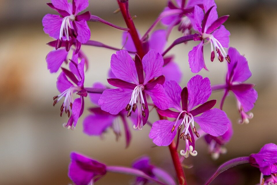 Полезные свойства Иван-чая, чем полезен как пить и как выглядит