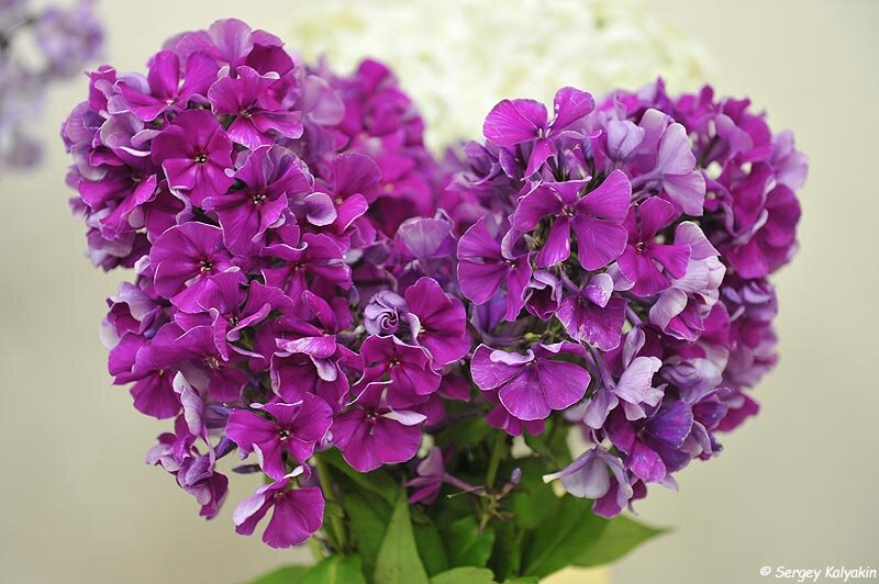 Флокс Пиковая Дама