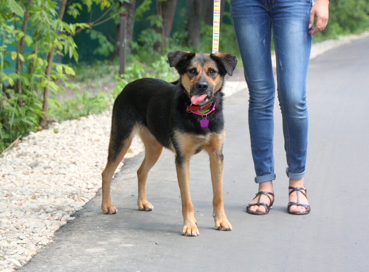 Собака Мальта из Банды Дворян