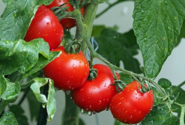 Красивые спелые помидоры.