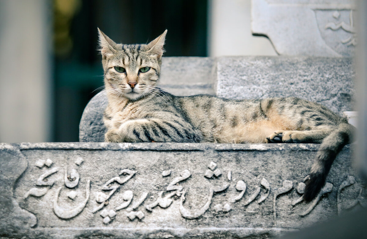 Кошки Стамбула
