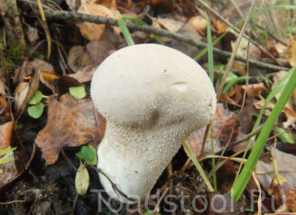 дождевик луговой. дождевик белый гриб. дождевик белый гриб. гриб дождевик луговой. гриб дождевик шиповатый съедобный.